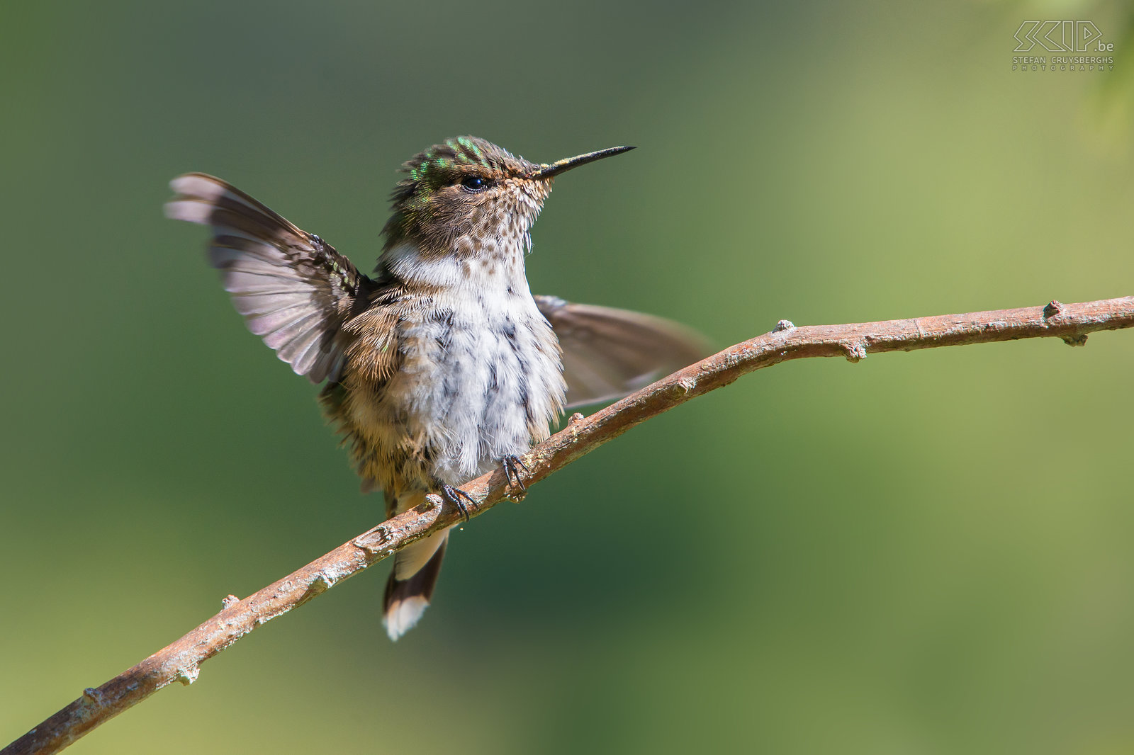 San Gerardo de Dota - Fonkelende kolibrie De fonkelende kolibrie (scintillant hummingbird, selasphorus Scintilla) is een van de kleinste kolibries (6-8cm) die alleen voorkomt in de bergen van Costa Rica. Kolibries hebben een zeer hoog metabolisme en ze drinken nectar uit verschillende kleine bloemen. Ze zweven in de lucht en kunnen hun vleugels ontzettend snel bewegen, meestal rond de 50 keer per seconde, maar soms tot wel 200 keer per seconde. Ze hebben lange en smalle snavels  en drinken met hun tong.<br />
 Stefan Cruysberghs